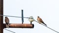 Bird of prey kestrel on a pole Royalty Free Stock Photo