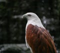 Bird of prey, Kuala Lumpur Bird Park