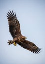 A bird of prey, likely an eagle, soars through a clear blue sky. Its wings are fully extende Royalty Free Stock Photo