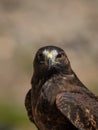 Bird of prey looking straight at camera in Colca Canyon Arequipa Peru tame hawk falcon South America