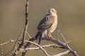 Bird of prey on the lookout