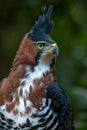 Bird of Prey (Ornate hawk eagle)