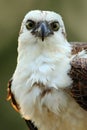 Bird of prey Osprey, Pandion haliaetus, feeding catch fish, Belize. Detail face portrait of osprey in evening light. Bird big eye, Royalty Free Stock Photo