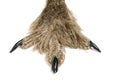 Bird of prey paw