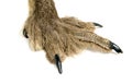 Bird of prey paw