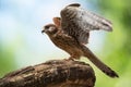 Bird of prey perching on a branch. Common Kestrel Royalty Free Stock Photo