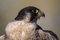 Bird of prey Peregrine falcon in close-up Royalty Free Stock Photo