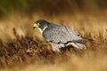 Bird of prey Peregrine Falcon in heather meadow