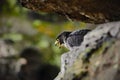 Bird of prey Peregrine Falcon sitting on the stone in the rock, detail portrait in the nature habitat, Germany