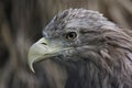 Bird of prey. Portrait of an eagle. Royalty Free Stock Photo