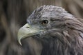 Bird of prey. Portrait of an eagle. Royalty Free Stock Photo