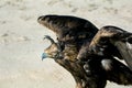 Bird of prey, portrait of Golden Eagle outspreading wings with falconry hood Royalty Free Stock Photo