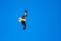 Bird of prey red kite flying against a blue sky background Royalty Free Stock Photo