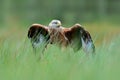 Bird of prey Red kite, Milvus milvus, landing in the green marsh grass, with open wings, forest in the background