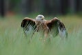 Bird of prey Red kite, Milvus milvus, landing in the green marsh grass, with open wingspan, forest in the background