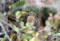 Bird of Prey Red-shouldered Hawk perched in tree Royalty Free Stock Photo