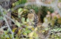 Bird of Prey Red-shouldered Hawk perched in tree Royalty Free Stock Photo