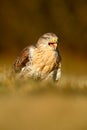 Bird of prey Red-tailed Hawk, Buteo jamaicensis, portrait with open bill with blurred habitat in background Royalty Free Stock Photo