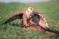 Bird of prey saker falcon falco cherrug with prey, wild nature photography Royalty Free Stock Photo