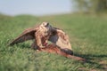 Bird of prey saker falcon falco cherrug with prey, wild nature photography Royalty Free Stock Photo