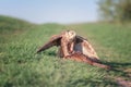 Bird of prey saker falcon falco cherrug with prey, wild nature photography Royalty Free Stock Photo