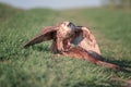 Bird of prey saker falcon falco cherrug with prey, wild nature photography Royalty Free Stock Photo