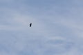 The bird of prey sea eagle flies high in the blue sky. The eagle has outstretched wings Royalty Free Stock Photo
