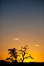 Bird of Prey silhouette in the Kalahari sunset