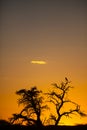 Bird of Prey silhouette in the Kalahari sunset