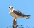 Bird of prey siting on the gate near the garden