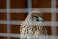A bird of prey sits behind bars in a blur Royalty Free Stock Photo