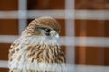 A bird of prey sits behind the bars of a cage Royalty Free Stock Photo