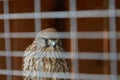 A bird of prey sits behind the bars of a cage Royalty Free Stock Photo