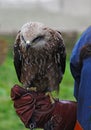 A bird of prey sits on a hunter's leather glove