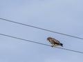 Bird of prey sitting on an electric wire against a pale autumn sky. Bird on wires as a musical note in a score Royalty Free Stock Photo