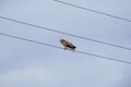 Bird of prey sitting on an electric wire against a pale autumn sky. Bird on wires as a musical note in a score Royalty Free Stock Photo