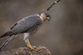 Sparrow Hawk, Accipiter nisus. Bird of prey