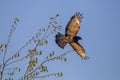 A bird of prey takes off from the tree branch.