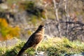 Bird of prey at Torres Del Paine