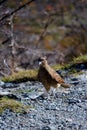 Bird of prey at Torres Del Paine