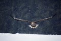 Bird of prey White-tailed Eagle, Haliaeetus albicilla, flying with snow flake, dark forest in background