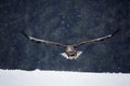 Bird of prey White-tailed Eagle, Haliaeetus albicilla, flying with snow flake, dark forest in background Royalty Free Stock Photo