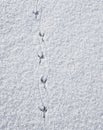 Bird prints in snow