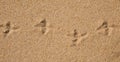 Bird prints on wet sand of beach Royalty Free Stock Photo