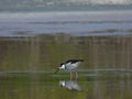 Bird, Puerto Rico