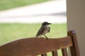 Bird in Puerto Rico, Caribbean Royalty Free Stock Photo