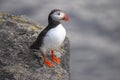 Bird puffin sitting on a cliff of Iceland Royalty Free Stock Photo