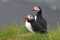 Bird Puffin