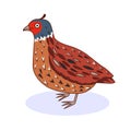Bird quail. California Quail. Cartoon style.