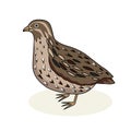 Bird quail. Grey bird. Cartoon style.